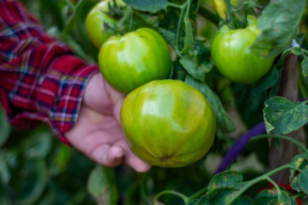 Cultivo de tomates